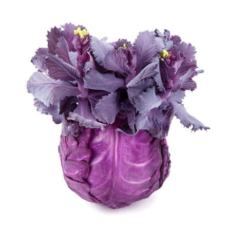cabbage-head isolated on white backgroundの写真素材