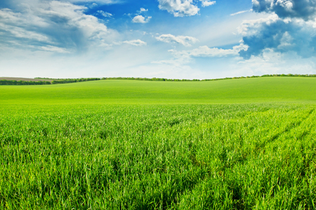 green wheat field and blue cloudy skyの写真素材