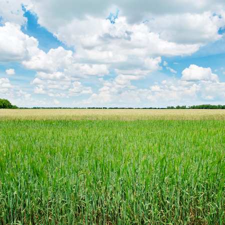 green wheat field and blue cloudy skyの写真素材