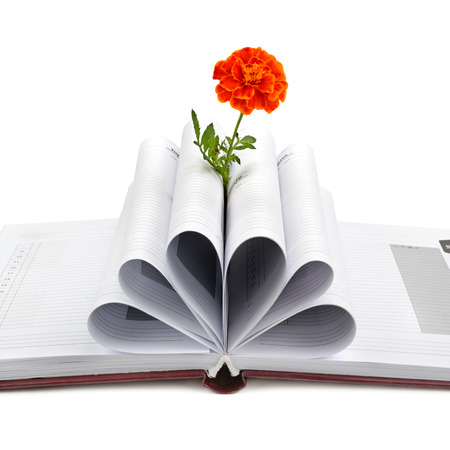 Book and flower isolated on white backgroundの写真素材