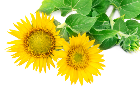 Sunflowers collection on the white backgroundの写真素材