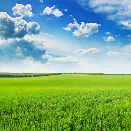 green wheat field and blue cloudy skyの写真素材