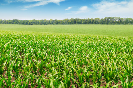 corn field with the young shootsの写真素材