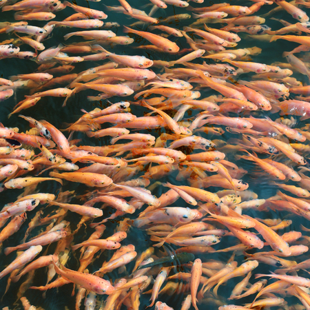 school of fish in the waterの写真素材