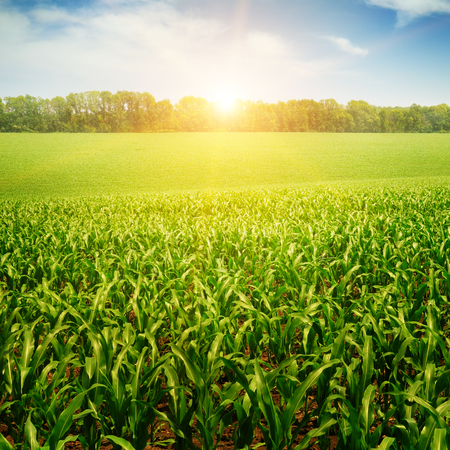 sunrise over the corn fieldの写真素材
