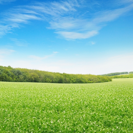 Beautiful flowering fields and skyの写真素材