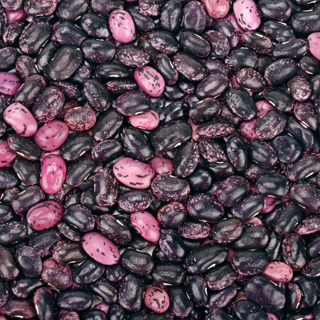 bright background of ripe kidney beansの写真素材