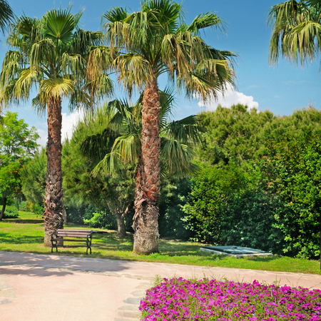 picturesque lawn in the parkの写真素材