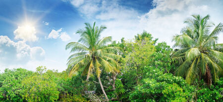 Coconut palms lit bright sunの写真素材