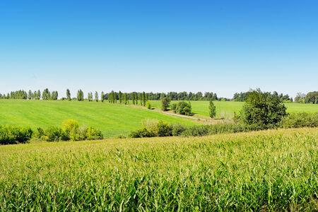 corn field and blue skyの写真素材
