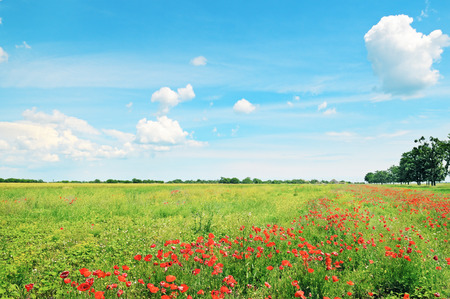 field of wheat and red poppiesの写真素材