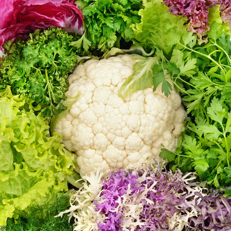 Leaves of cabbage, lettuce and other greensの写真素材