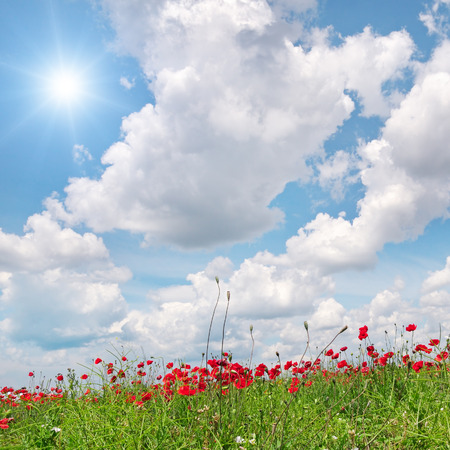 field with poppies and sun on blue skyの写真素材