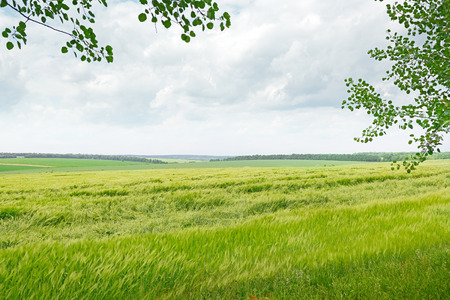 beautiful wheat field and blue cloudy skyの写真素材