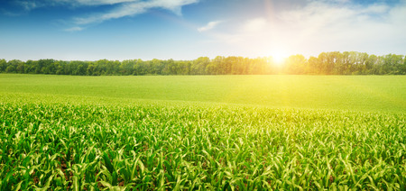 sunrise over the corn fieldの写真素材