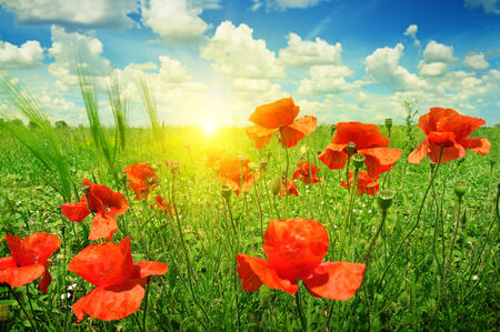 poppies field in rays sunの写真素材