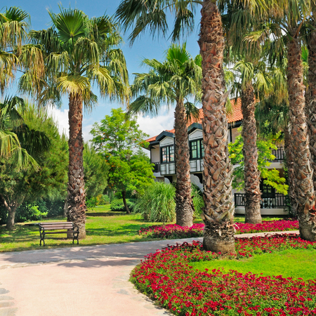landscape with palm trees and flower bedsの写真素材