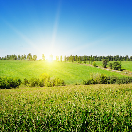 sunrise over the corn fieldの写真素材