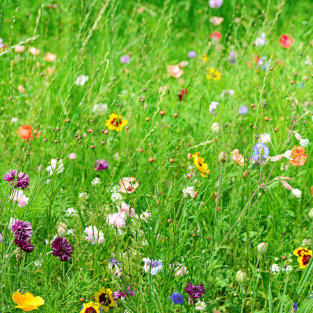 background of different wildflowersの写真素材