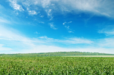 corn field with the young shootsの写真素材