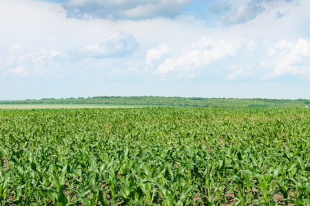 corn field with the young shootsの写真素材