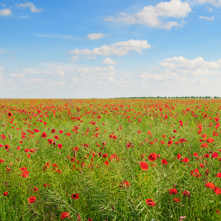 poppies on green field and blue skyの写真素材