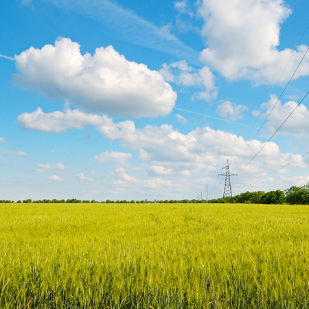 wheat field, blue sky and power linesの写真素材