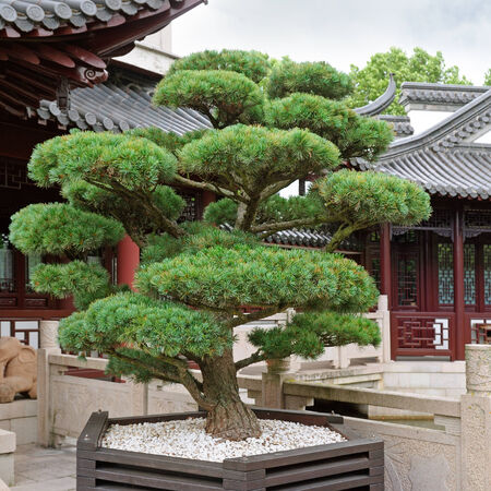 bonsai pine tree and a pagoda in the parkの写真素材