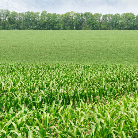 corn field with the young shootsの写真素材