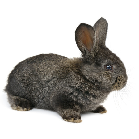 black little rabbit isolated on white backgroundの写真素材