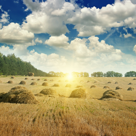 Field with Stacks of straw and sunriseの写真素材