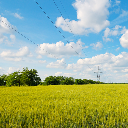 wheat field, blue sky and power linesの写真素材