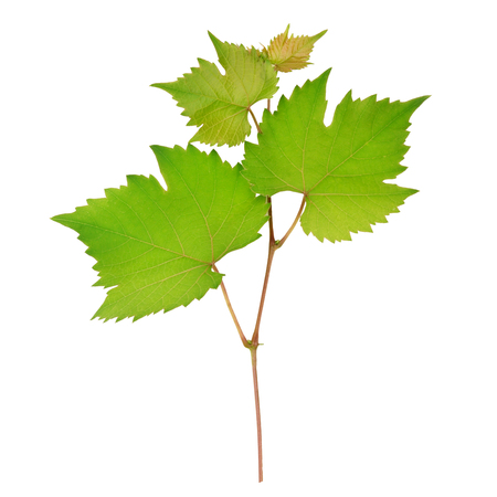 Grape leaves isolated on white backgroundの写真素材