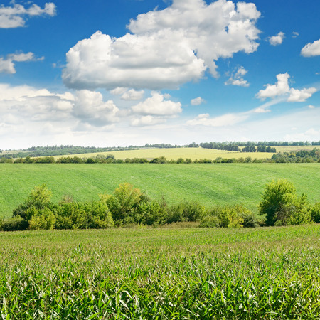 corn field and blue skyの写真素材