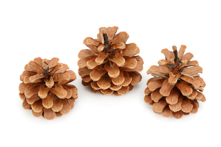 pine cones isolated on white backgroundの写真素材