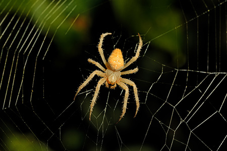 dangerous spider web background at nightの写真素材