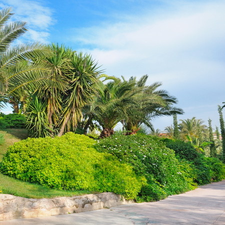 Tropical palm trees in a beautiful parkの写真素材