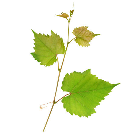 Grape leaves isolated on white backgroundの写真素材