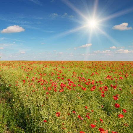 field with poppies and sun on blue skyの写真素材