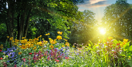 summer park with a beautiful flower bedの写真素材