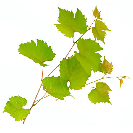 vine and leaves isolated on white の写真素材