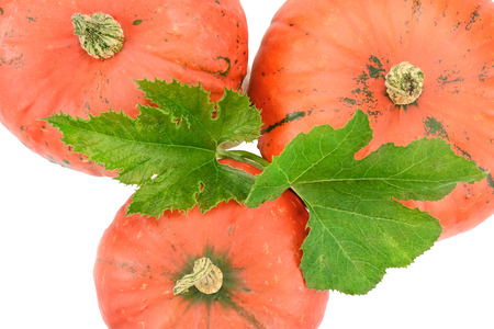 ripe pumpkin isolated on white backgroundの写真素材