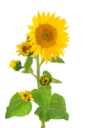flowers sunflower isolated on white backgroundの写真素材