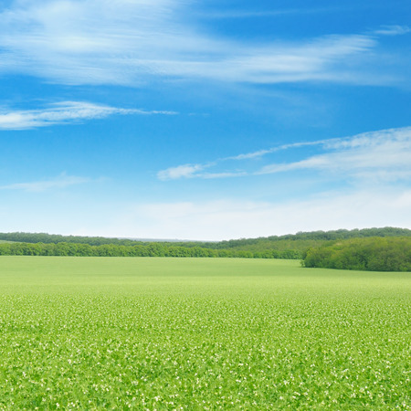 green field and blue sky with light cloudsの写真素材