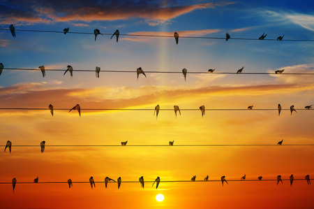 flock of birds on a background of sunriseの写真素材