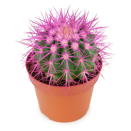cactus in a pot isolated on white backgroundの写真素材