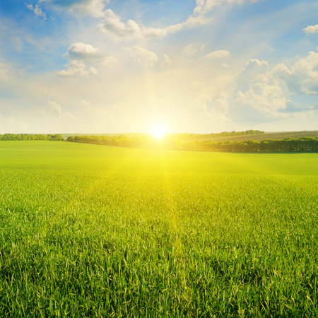 field, sunrise and blue skyの写真素材