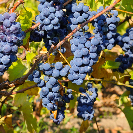 bunches of grapes on the vineの写真素材
