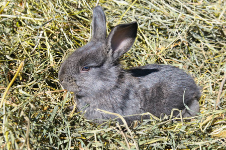 pet rabbit on a background of dry grassの写真素材