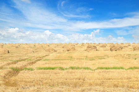 Field with Stacks of straw and blue skyの写真素材